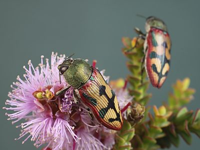 Castiarina triramosa, PL2893A, PL2893B, on Melaleuca gibbosa, KI